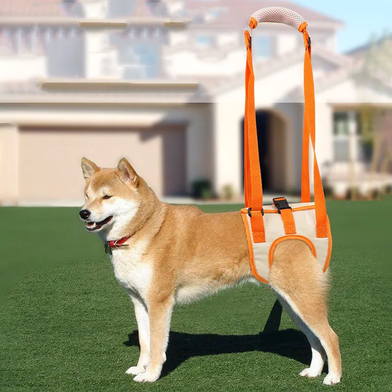 Fotografía del proveedor: arnés naranja colocado en la parte posterior de un perro.